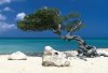 Tom-Mackie-Divi-Divi-Tree-Aruba-207922.jpg