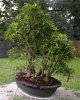 ficus-1.jpg