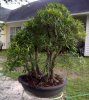 ficus-2.jpg