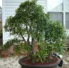 ficus forest-2.jpg