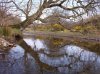 tree_hanging_over_river.jpg