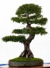 8018813-chinese-elm--ulmus-parvifolia-as-bonsai-in-a-pot.jpg