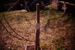 Bald cypress aBeing developed 2 trunk-chops.jpg