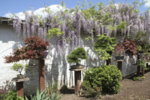 WISTERIA GARDEN.JPG