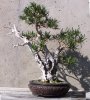 Podocarpus.jpg