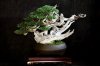 Mugo-Bonsai-Creativo-School[1].jpg