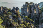 Huangshan pines,China-L.jpg