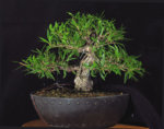 ebay_ficus_mar2019.jpg