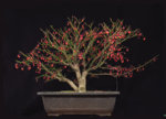 euonymus_jan2019.jpg