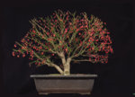 euonymus_jan2019v02.jpg