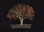 euonymus_jan2019v04.jpg