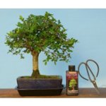 small-elm-bonsai-care-pack.jpg