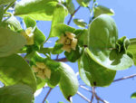 diospyros-kaki-leaves.jpg