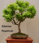 Siberian Peashrub.JPG