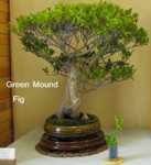 Green Mound Fig.JPG