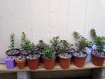 Transplanted Batch 2.jpg