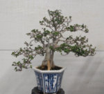 FBD Ficus Burtt Davii.JPG