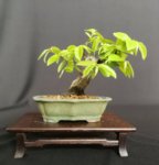 Carpinus betulus shohin 1 2019 01.jpg