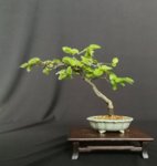 Carpinus betulus shohin 2 2019 01.jpg