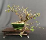 Cotoneaster cascading thor pot 2019 03.jpg