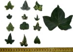 Hedera_helix_cultivars_v1.jpg