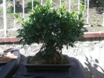 ficus1.jpg