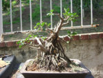 ficus2.jpg