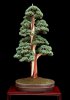 dan_barton_gallery_corkscrew_juniper[1].jpg