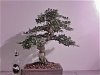 Fukien Tea 40.jpg