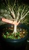 burning bush2.jpg