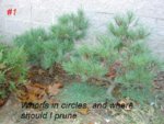 2 W Pines in ground.jpg