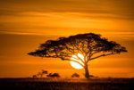 1280-516794114-african-sunset.jpg