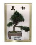 japanese-black-pine-bonsai-tree-seeds.jpg