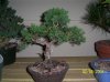 bonsai 012.jpg