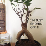 shohin off.jpg