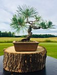 Japanese Black Pine-Bent Limb Sky.jpg