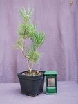 pinus-thunb13-02_190725a.jpg