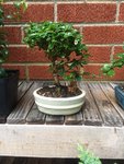 Fukien Tea (broom-style).JPG