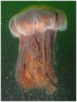 Largelionsmanejellyfish.jpg