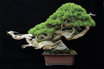 bonsai-1.jpg