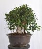 Ficus nitida #10.jpg