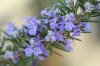 rosemary-flowers.jpg