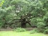 Angel_Oak_Tree.jpg