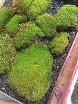 moss6.JPG