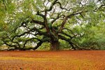 Angle Oak 1500 yrs old in S. Carolina.jpg