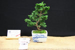 Hinoki  2010.jpg