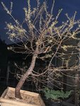 5B33069E-440C-4F93-9EBA-B0BC18198486.jpeg