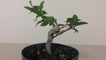 new dwarf barbados cherry.jpg