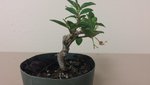 new dwarf barbados cherry2.jpg