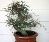 Chinese elm original.jpg